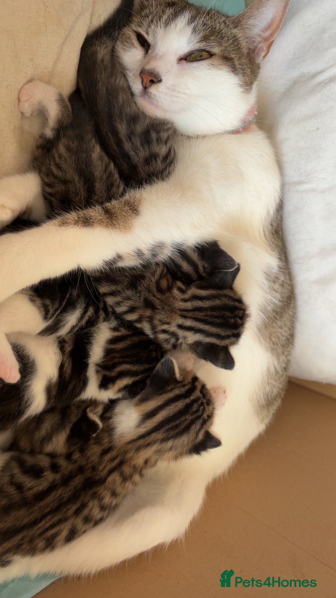 Mixed Breed cats for sale: 6 kittens not ready till 14th August  - Image 31