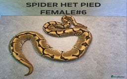 Python Snake reptiles for sale: Royal pythons - Image 6