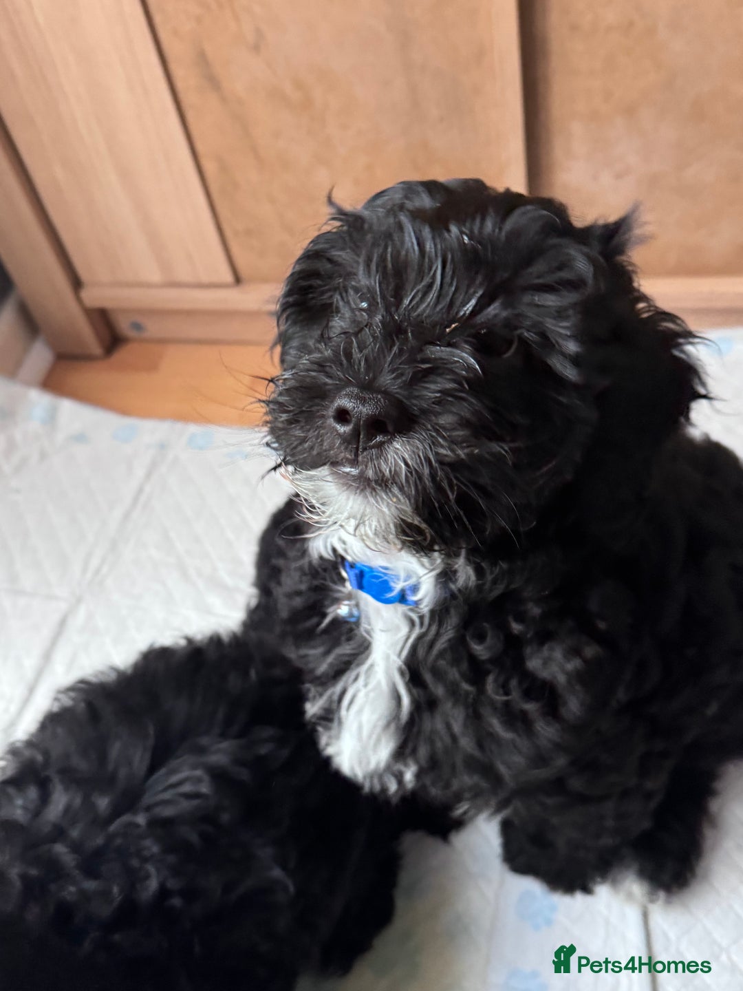 Mixed Breed dogs for sale: Shihpoo puppies  - Advert 6