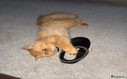 Persian cats for sale: 1 year old Persian (Reggie) - Advert 4