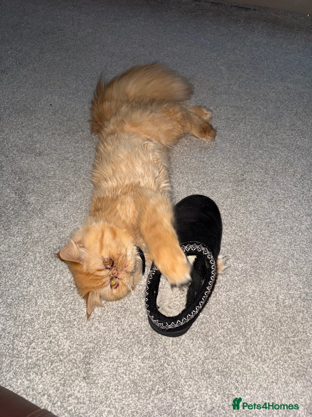 Persian cats for sale: 1 year old Persian (Reggie) - Advert 4