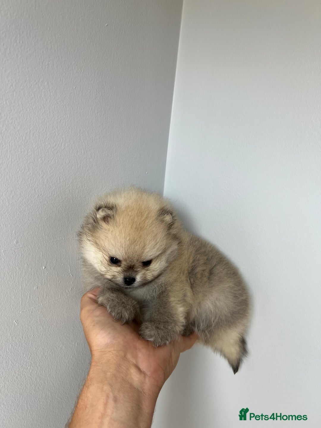 Pomeranian dogs for sale: Last Pomeranian Male - Image 7