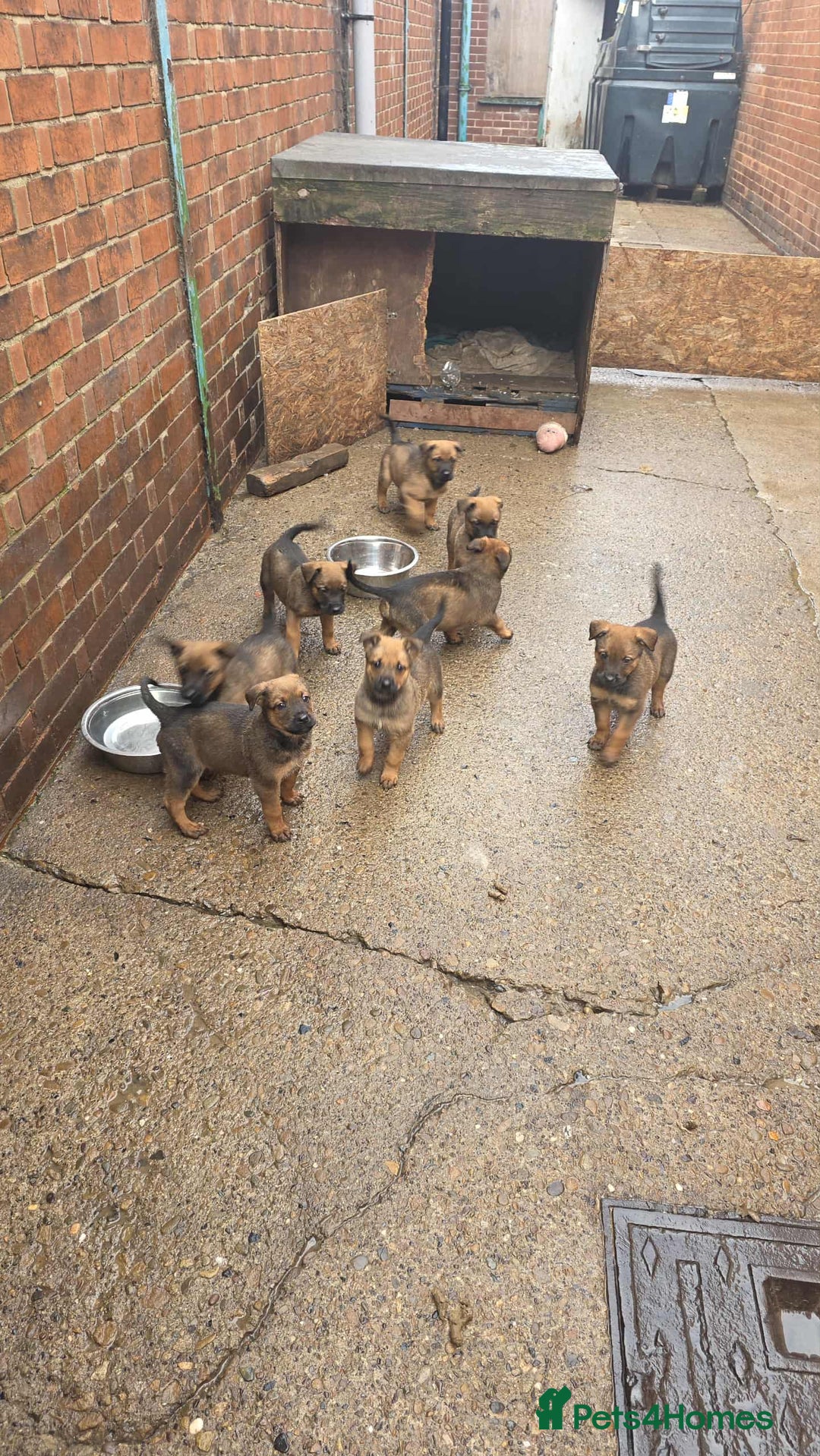 Mixed Breed dogs for sale: Rottweiler x belian malinois - Advert 10