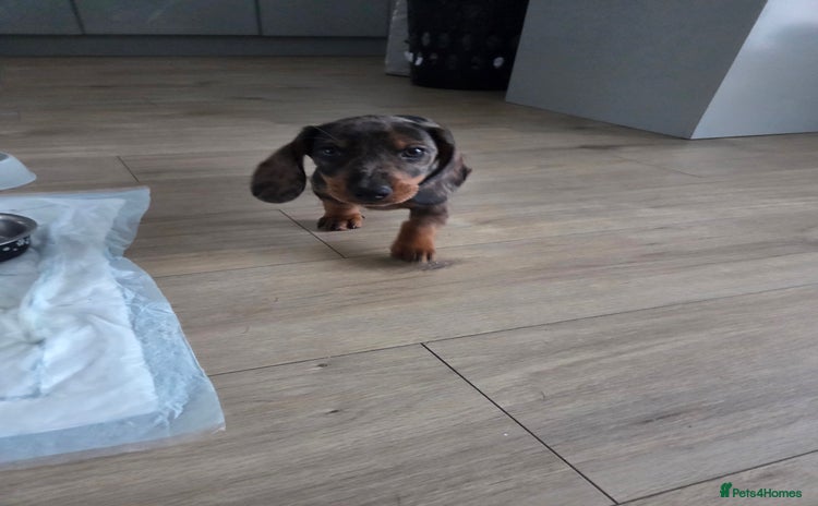Dachshund dogs - Advert 11