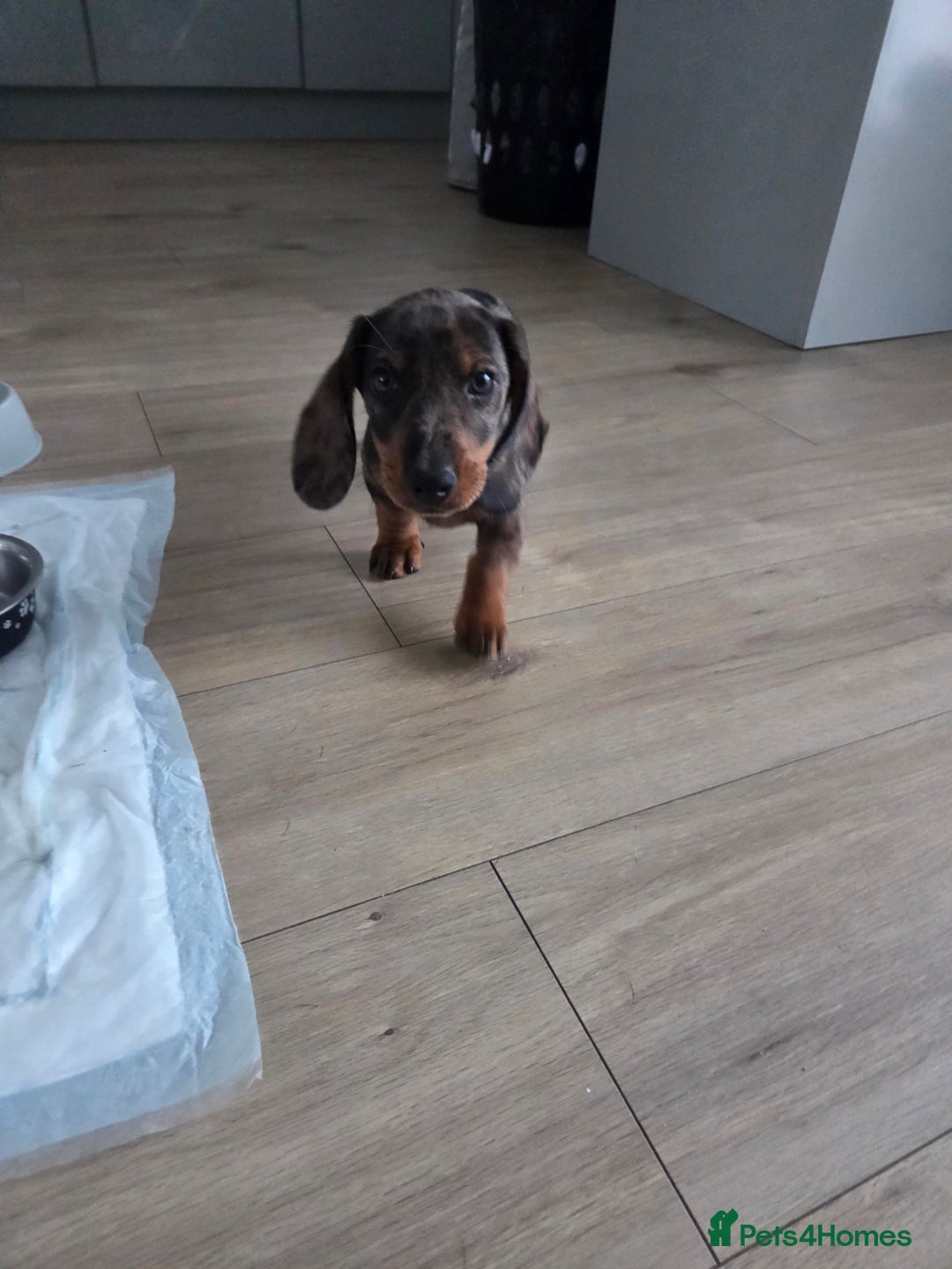 Dachshund dogs for sale: Dacschund puppy for sale - Image 1