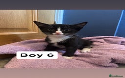 British Shorthair cats for sale: 6 kittens for sale  - Image 13