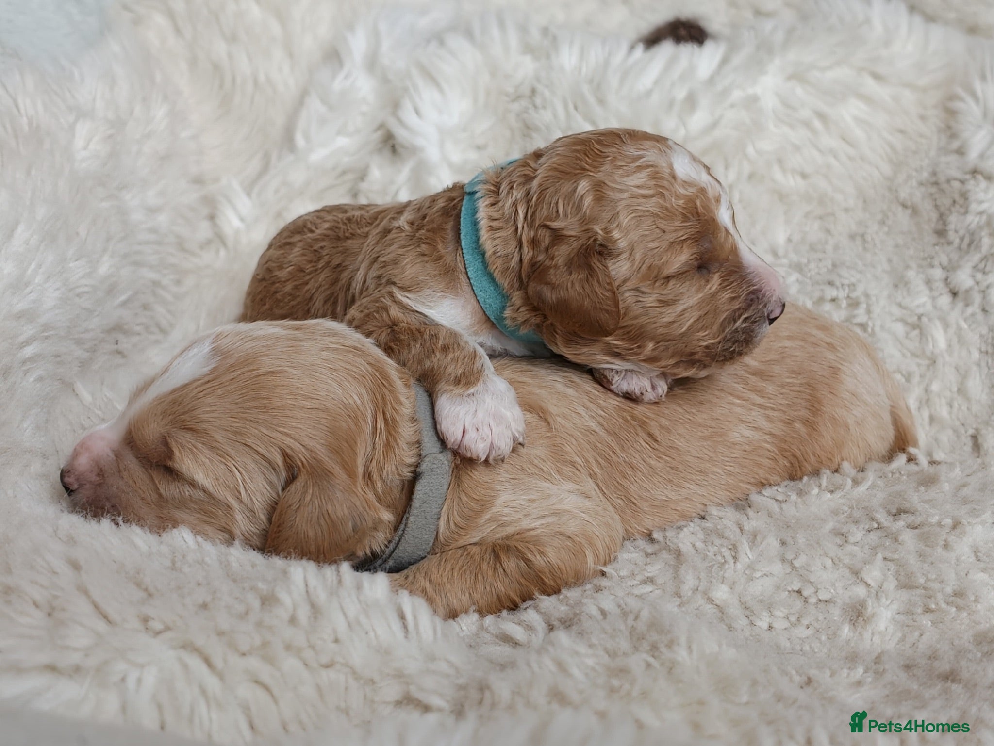 Goldendoodle dogs Exceptional Health tested Goldendoodle puppies - Advert 1