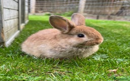 Mixed Breed rabbits for sale: Beautiful well handled baby bunnies - Image 7