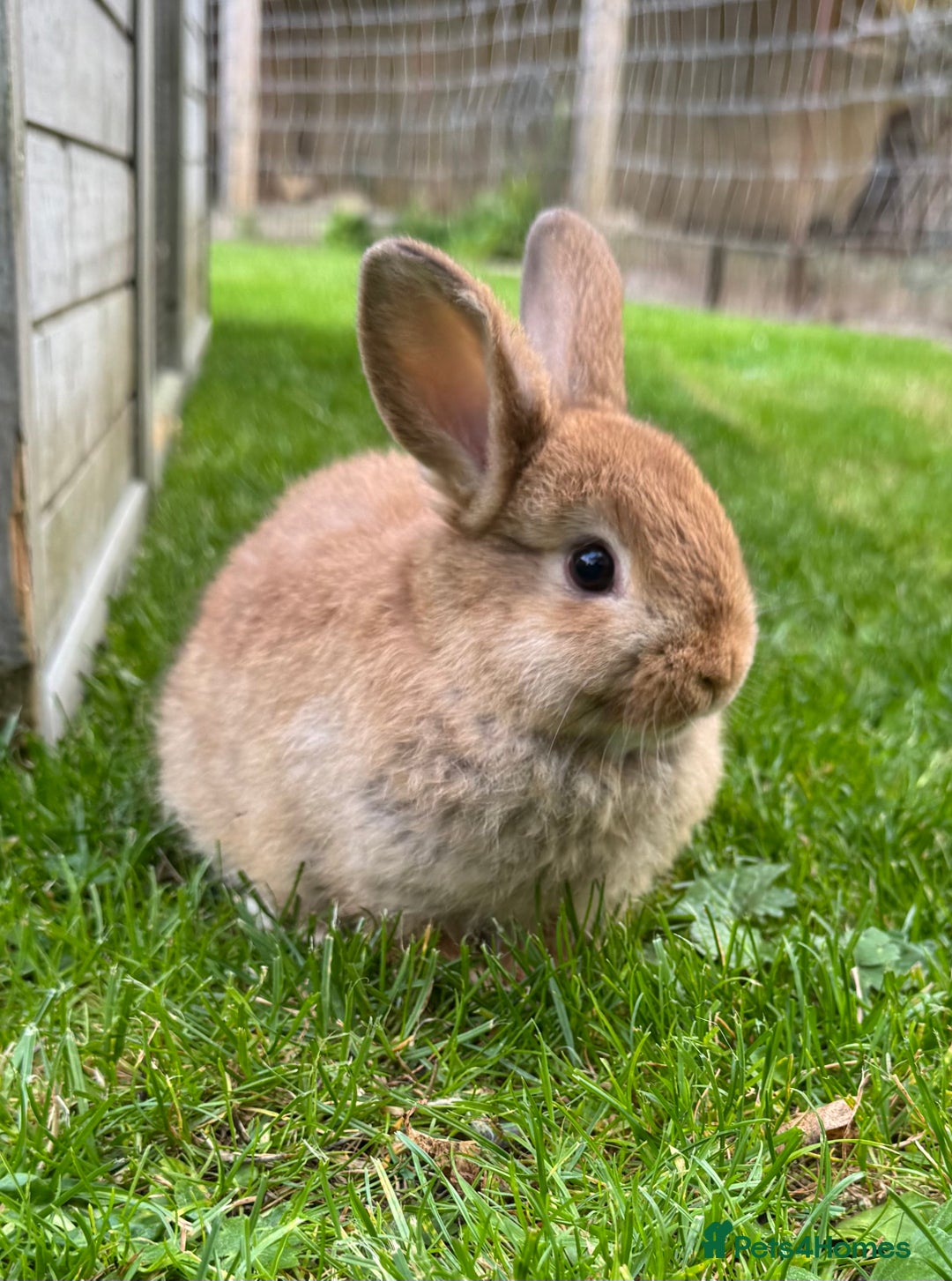 Mixed Breed rabbits for sale: Beautiful well handled baby bunnies - Image 7