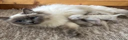 Ragdoll cats for sale: Ragdoll kittens  - Advert 12