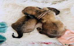 Miniature Dachshund dogs for sale: Cream Litter 5 Star Breeder ⭐️⭐️⭐️⭐️⭐️  - Image 2