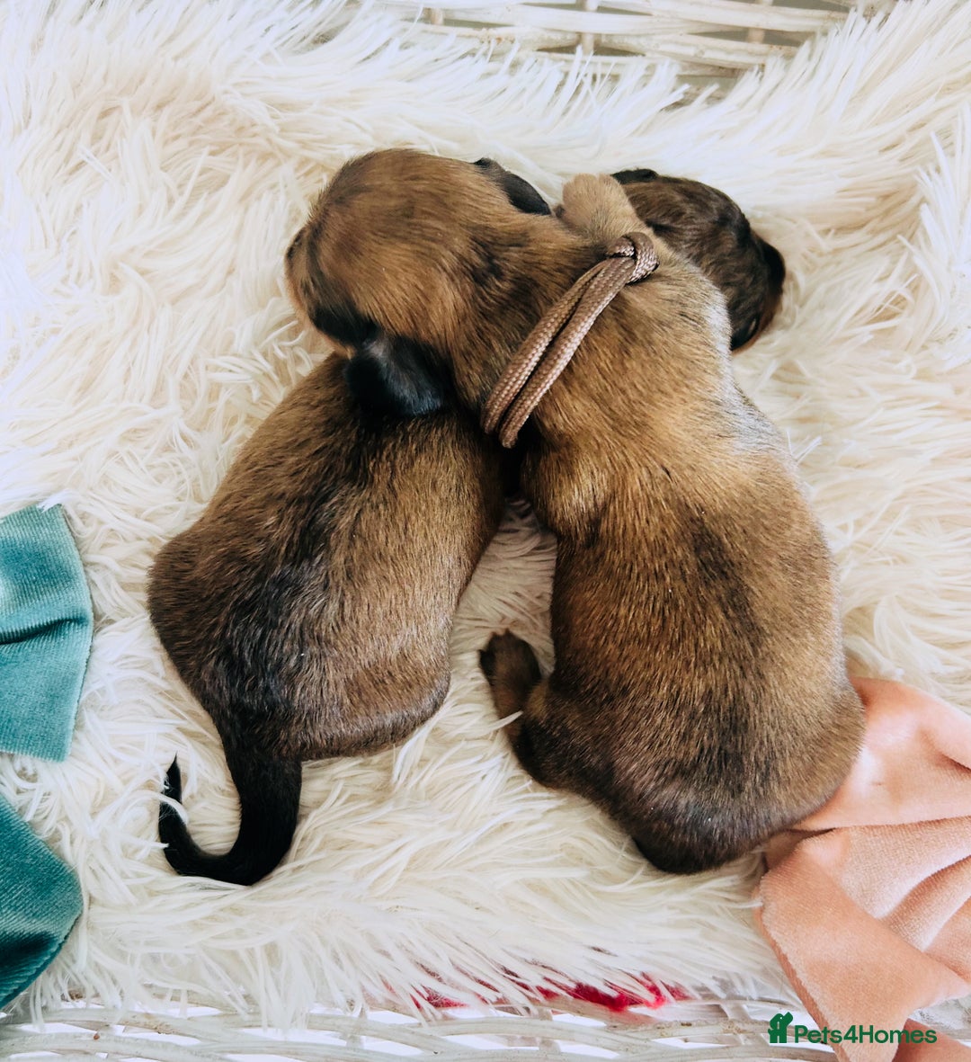 Miniature Dachshund dogs for sale: Cream Litter 5 Star Breeder ⭐️⭐️⭐️⭐️⭐️  - Image 2