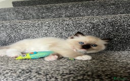Ragdoll cats for sale: **LAST BOY** CHUNKY RAGDOLL KITTENS FOR SALE - Advert 23