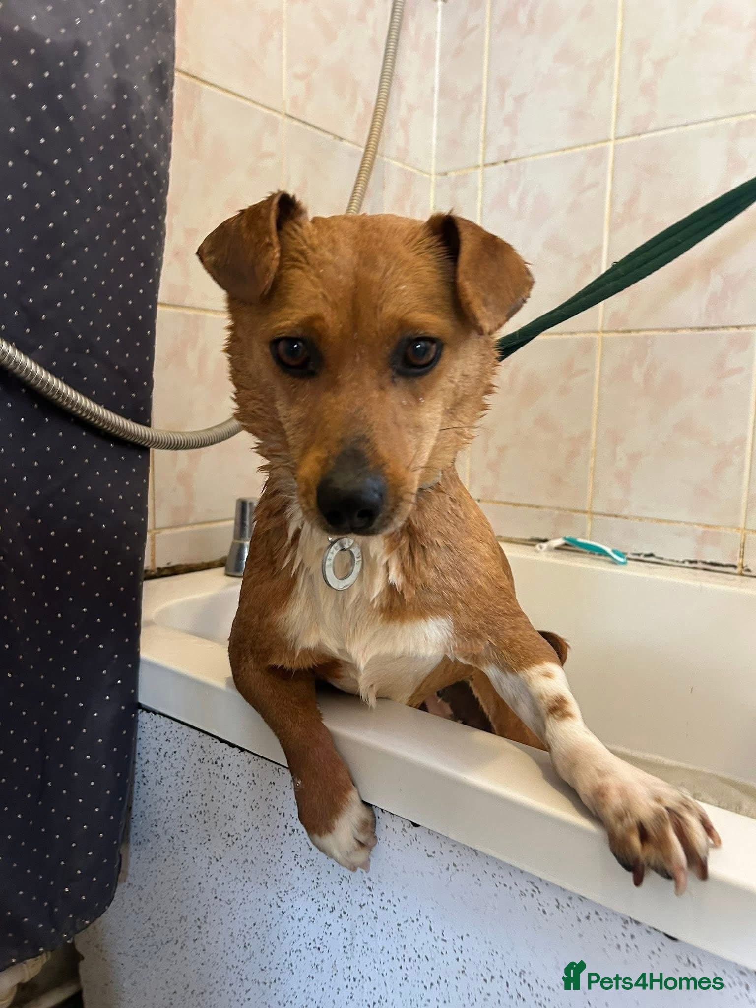 Mixed Breed dogs Quartz - Norwich Norfolk  in Norwich - Advert 19