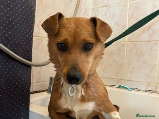 Mixed Breed dogs Quartz - Norwich Norfolk in Norwich - Advert 16