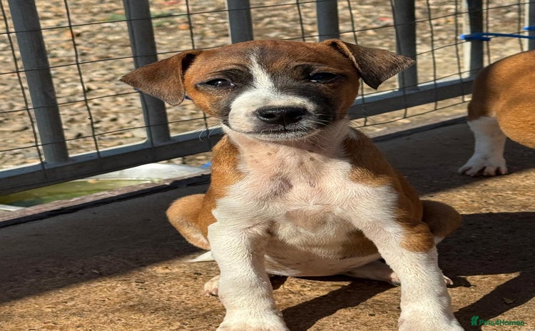 Jack Russell dogs - Advert 11