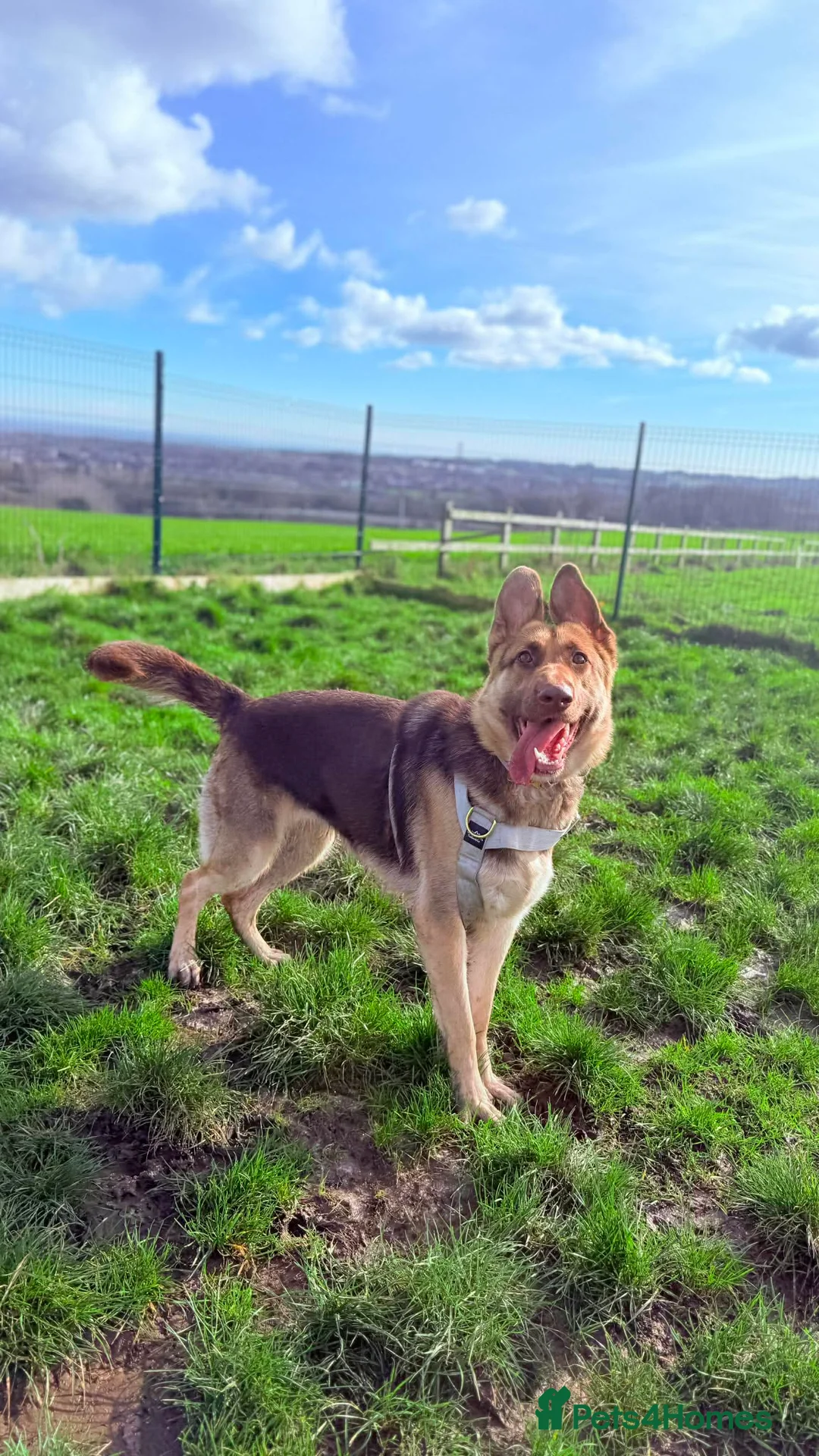 German Shepherd dogs for sale: Chewie  - Advert 5