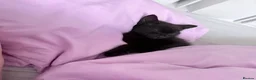 British Shorthair cats for sale: Black female kitten 12 weeks  - Advert 5