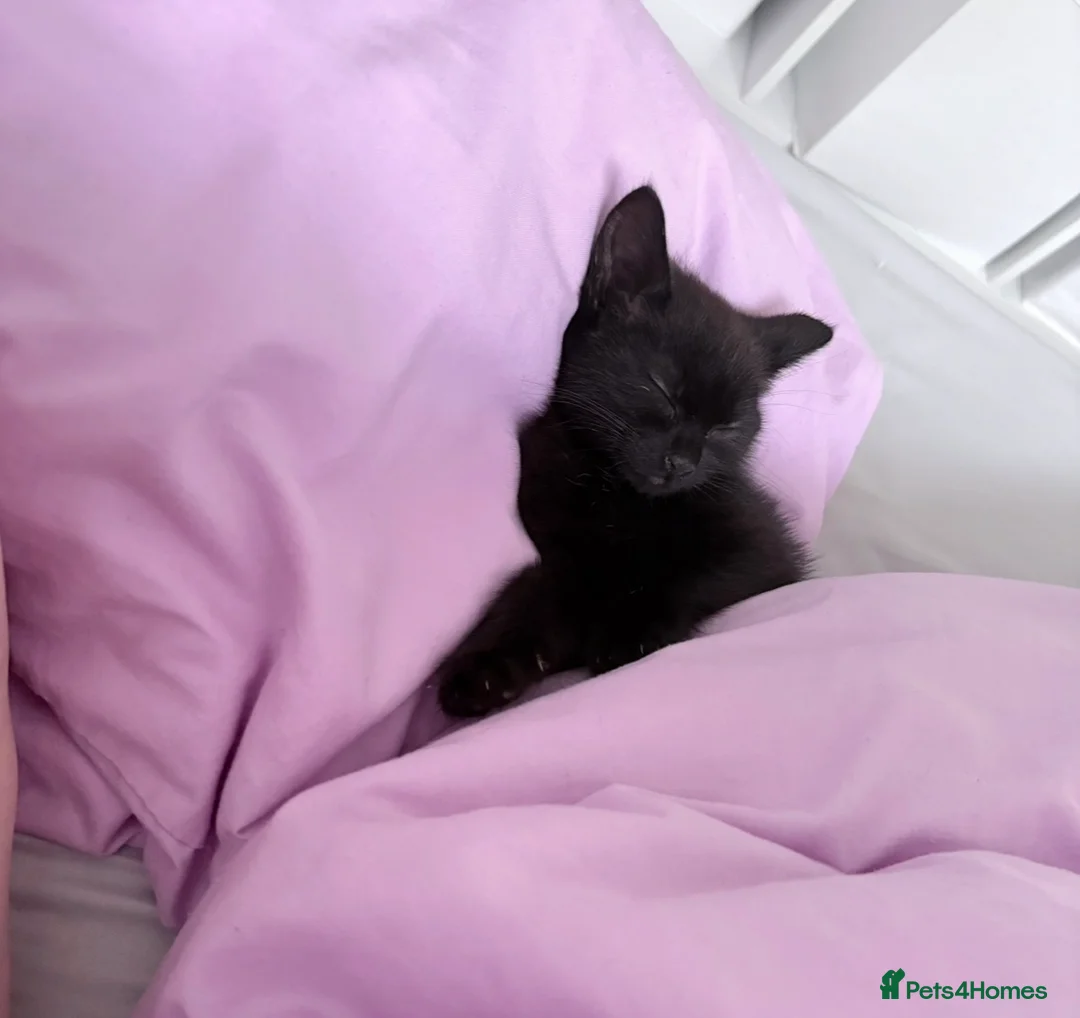 British Shorthair cats for sale: Black female kitten 12 weeks  - Advert 5