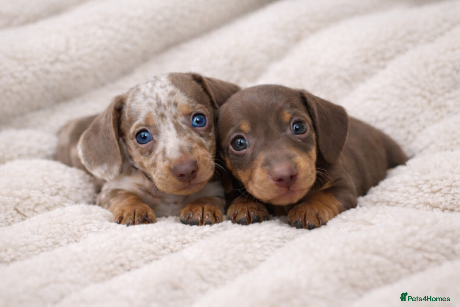 Miniature Dachshund dogs 💙𝐓𝐨𝐩 𝐛𝐥𝐨𝐨𝐝𝐥𝐢𝐧𝐞 𝐁𝐨𝐲𝐬 💙 - Advert 6