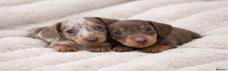 Miniature Dachshund dogs for sale: 💙𝐓𝐨𝐩 𝐛𝐥𝐨𝐨𝐝𝐥𝐢𝐧𝐞 𝐁𝐨𝐲𝐬 💙 - Advert 1
