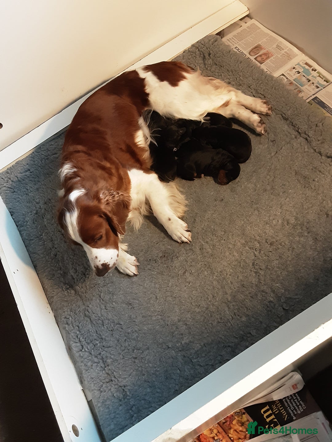 Mixed Breed dogs for sale: Welsh springer/Gordon  Setter Cross breed - Image 4