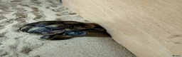 Tortoise reptiles for sale: Herman tortoises in Peacehaven - Advert 11
