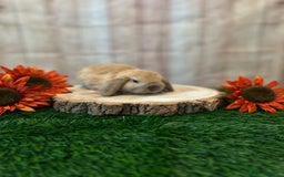 Mini Lop rabbits for sale: Gorgeous mini lops - orange litter - Image 8