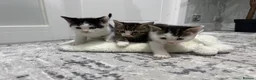 Mixed Breed cats for sale: 3 beautiful boys ready for a new home! in Pontypool - Advert 1