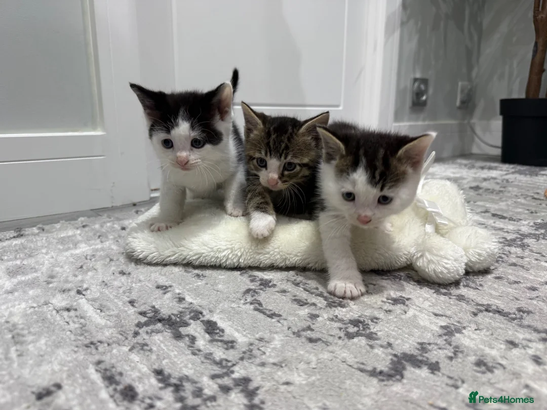 Mixed Breed cats for sale: 3 beautiful boys ready for a new home! in Pontypool - Advert 1