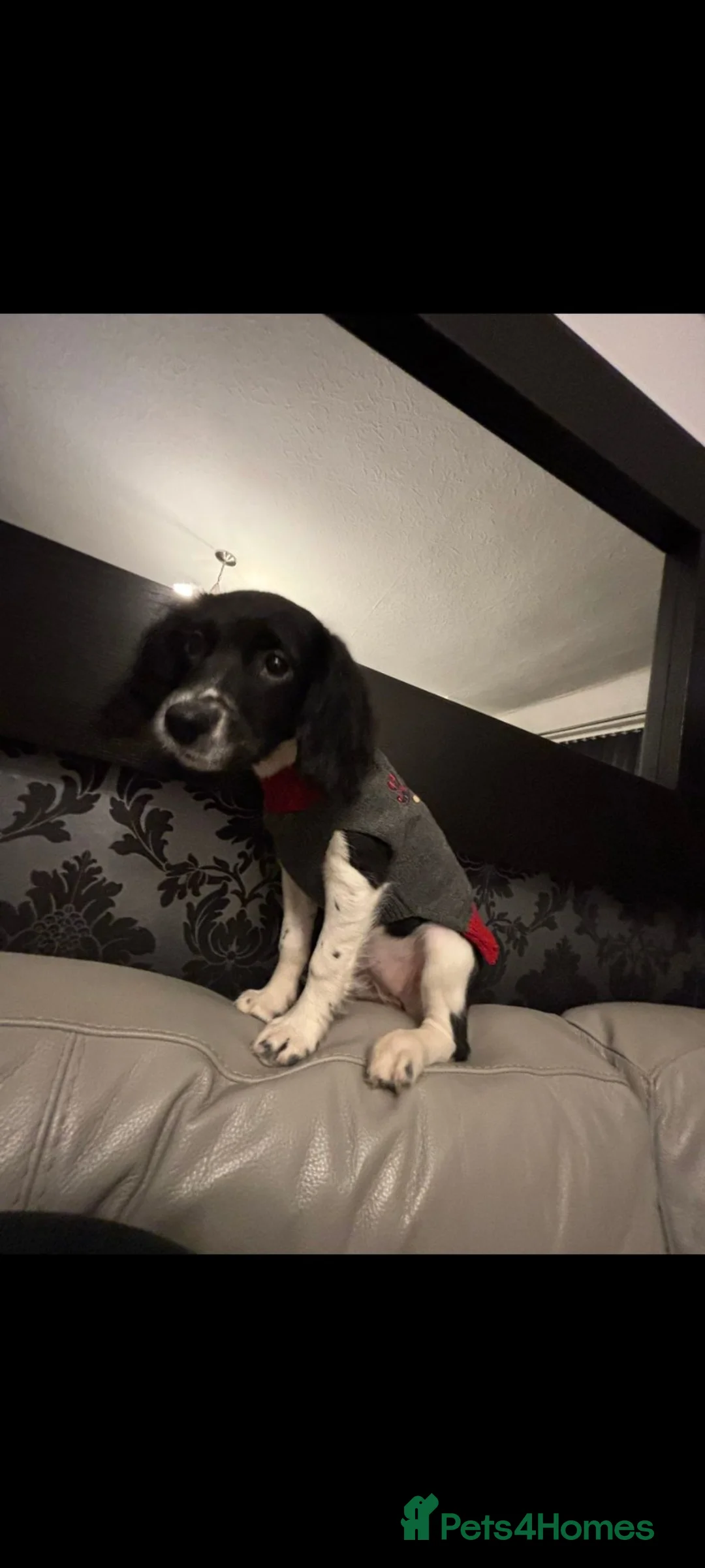 Sprocker dogs for sale: 🐾 Beautiful 8-Month-Old Sprocker Puppy  - Advert 4
