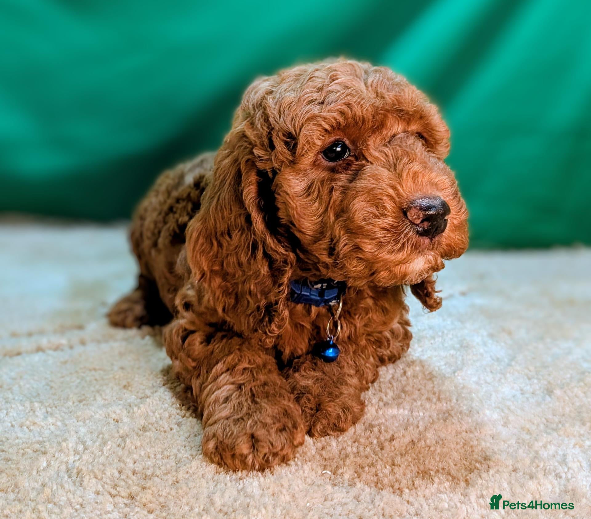 Cockapoo dogs Beautiful F1B Cockapoos - Advert 1