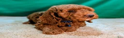 Cockapoo dogs for sale: Beautiful F1B Cockapoos - Advert 1