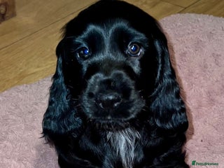 Cocker Spaniel dogs KC registered health tested Show Cocker spaniels - Advert 10