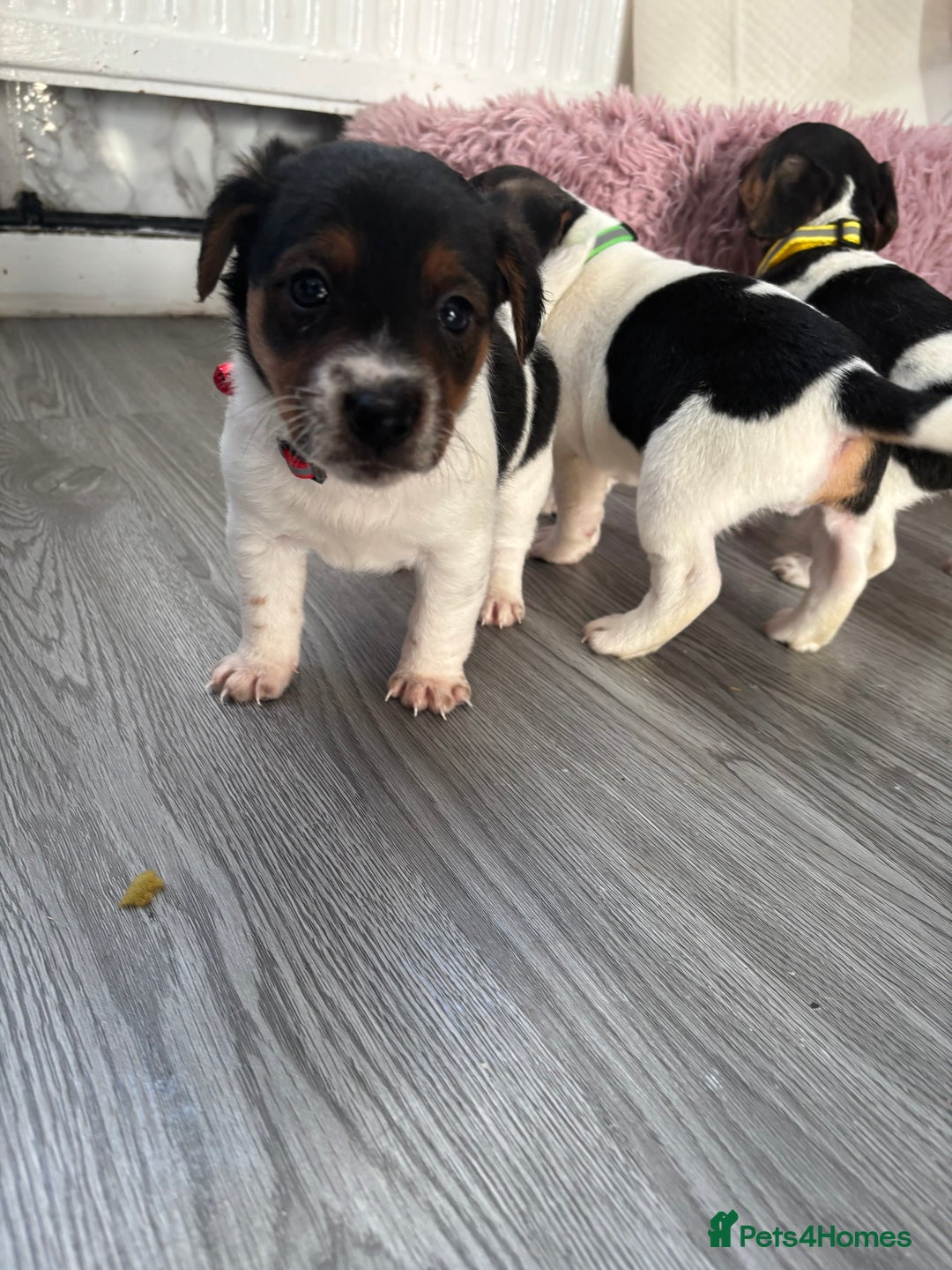 Jack Russell dogs for sale: 5 traditional Jack Russell puppys  - Advert 6