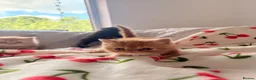 Persian cats for sale: Beautiful Persian/ Exotic kittens 🩵🩷 - Advert 5