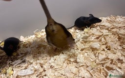 Mouse rodents for sale: Fancy mice  - Image 3