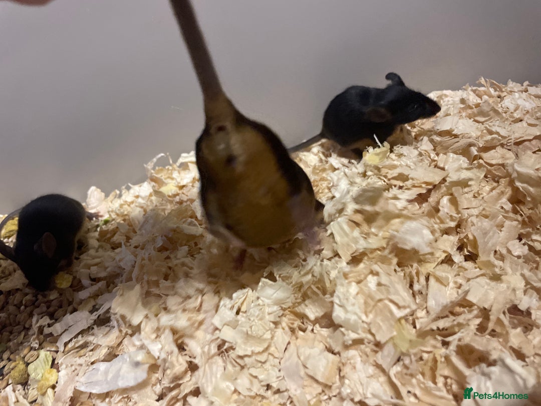 Mouse rodents for sale: Fancy mice  - Image 3