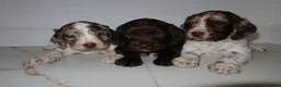 Cocker Spaniel dogs for sale: Working cocker spaniel puppies  - Advert 1