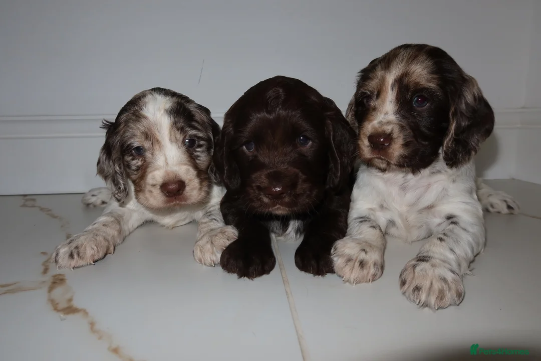 Cocker Spaniel dogs for sale: Working cocker spaniel puppies  - Advert 1