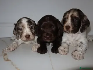 Cocker Spaniel dogs Adorable cocker spaniel puppies - Advert 5
