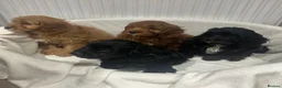 Cavapoo dogs for sale: Cavapoo puppies 🥰 in Maidstone - Advert 1