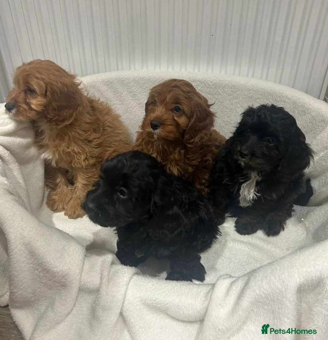 Cavapoo dogs for sale: Cavapoo puppies 🥰 in Maidstone - Advert 1