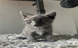 British Shorthair cats for sale: BRITISH SHORTHAIRED KITTENS FOR SALE - Image 6