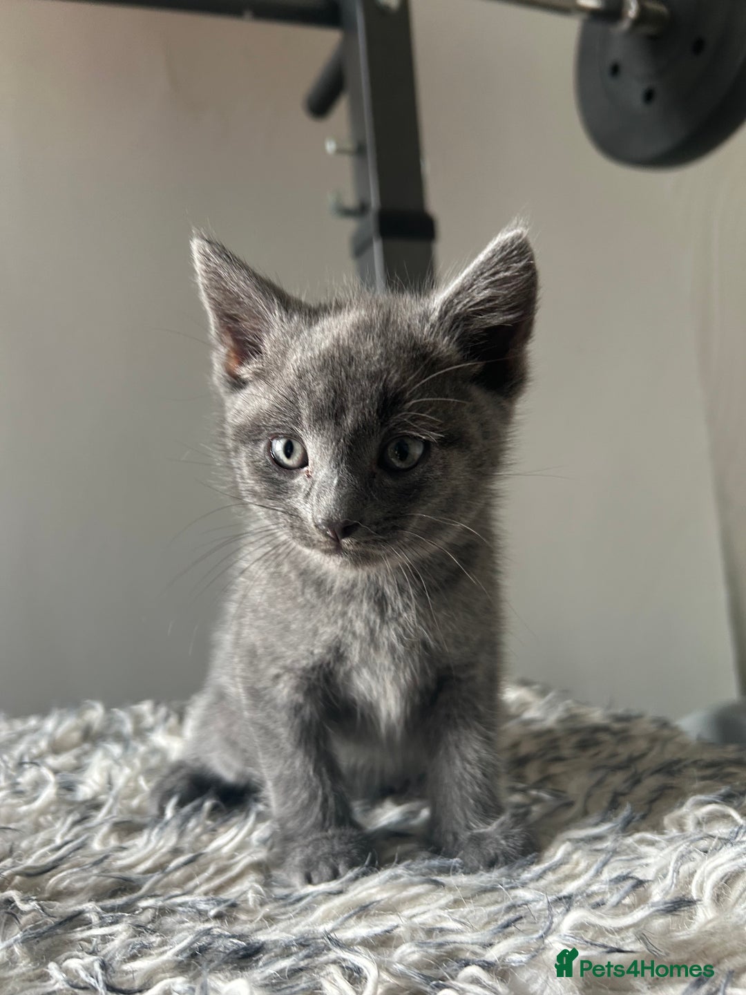 British Shorthair cats for sale: BRITISH SHORTHAIRED KITTENS FOR SALE - Image 6