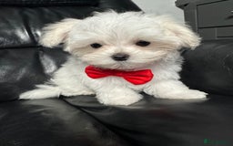 Maltese dogs for sale: 🥰 Gorgeous puppies 🥰🥰 - Image 4