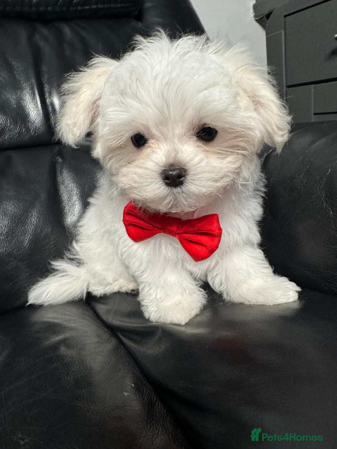 Maltese dogs for sale: 🥰 Gorgeous puppies 🥰🥰 - Image 4