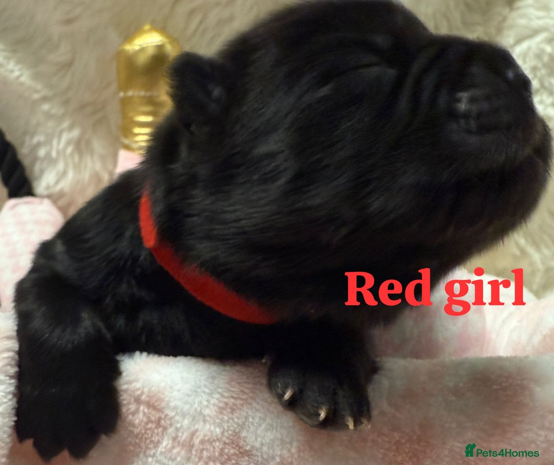 Chow Chow dogs for sale: 🩷🏆Stunning KC registered Chow Chow puppies🏆💙 - Image 17