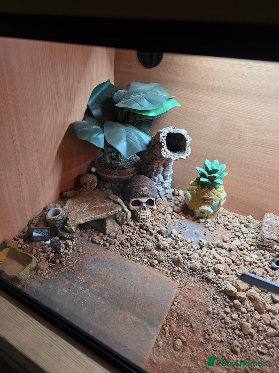 Bearded Dragon reptiles for sale: 10 Month old bearded dragon and complete setup - Advert 3