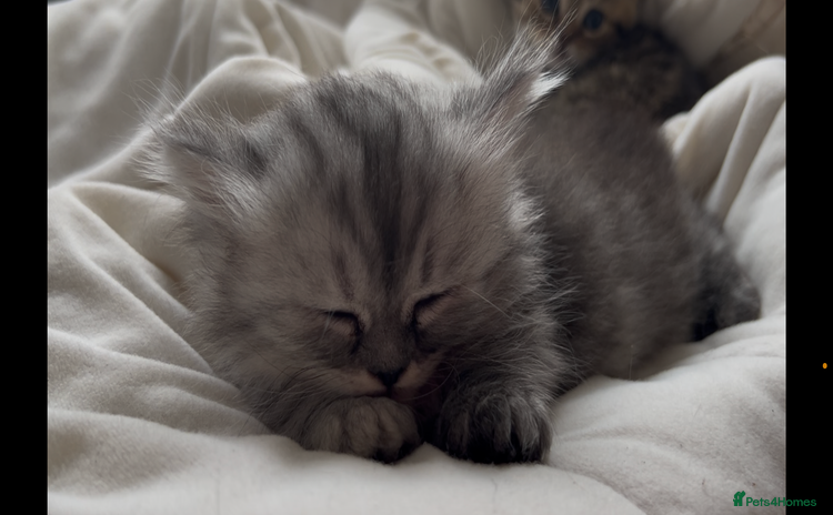 Munchkin cats - Advert 2
